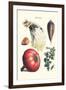 Vegetables; Peas, Melon, Brussel Sprouts, Gourb,-Philippe-Victoire Leveque de Vilmorin-Framed Art Print