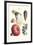 Vegetables; Peas, Melon, Brussel Sprouts, Gourb,-Philippe-Victoire Leveque de Vilmorin-Framed Art Print