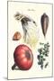 Vegetables; Peas, Melon, Brussel Sprouts, Gourb,-Philippe-Victoire Leveque de Vilmorin-Mounted Art Print