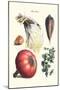 Vegetables; Peas, Melon, Brussel Sprouts, Gourb,-Philippe-Victoire Leveque de Vilmorin-Mounted Art Print