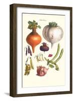 Vegetables; Peas, Onion, Turnip, Raddish, Green Beans-Philippe-Victoire Leveque de Vilmorin-Framed Art Print