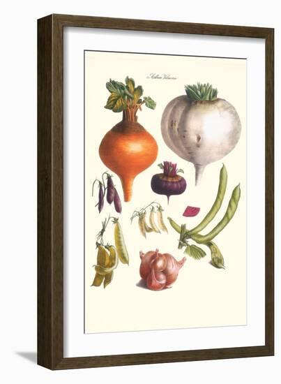 Vegetables; Peas, Onion, Turnip, Raddish, Green Beans-Philippe-Victoire Leveque de Vilmorin-Framed Art Print