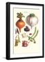 Vegetables; Peas, Onion, Turnip, Raddish, Green Beans-Philippe-Victoire Leveque de Vilmorin-Framed Art Print