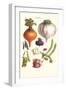Vegetables; Peas, Onion, Turnip, Raddish, Green Beans-Philippe-Victoire Leveque de Vilmorin-Framed Art Print