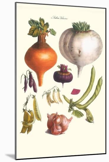 Vegetables; Peas, Onion, Turnip, Raddish, Green Beans-Philippe-Victoire Leveque de Vilmorin-Mounted Art Print
