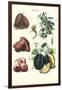 Vegetables; Potato, Melon, Raddish, Peas, Onions-Philippe-Victoire Leveque de Vilmorin-Framed Art Print
