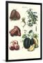 Vegetables; Potato, Melon, Raddish, Peas, Onions-Philippe-Victoire Leveque de Vilmorin-Framed Art Print