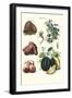 Vegetables; Potato, Melon, Raddish, Peas, Onions-Philippe-Victoire Leveque de Vilmorin-Framed Art Print