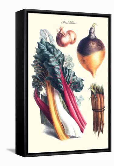 Vegetables; Rhubard, Carrot, Onion, Turnip-Philippe-Victoire Leveque de Vilmorin-Framed Stretched Canvas