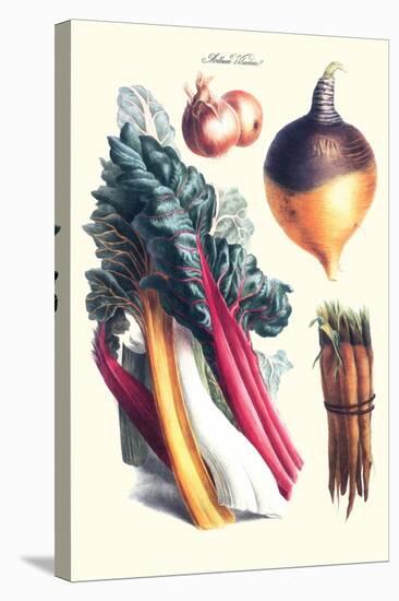 Vegetables; Rhubard, Carrot, Onion, Turnip-Philippe-Victoire Leveque de Vilmorin-Stretched Canvas