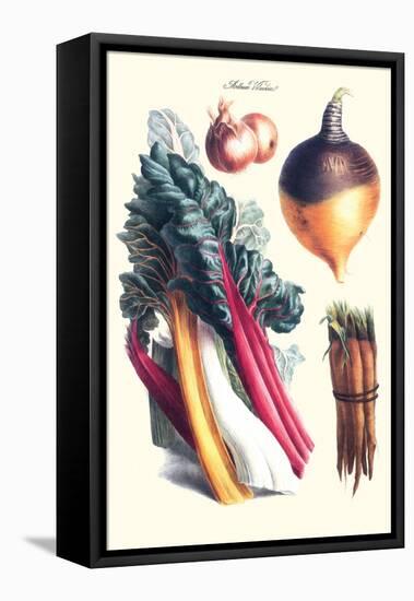 Vegetables; Rhubard, Carrot, Onion, Turnip-Philippe-Victoire Leveque de Vilmorin-Framed Stretched Canvas