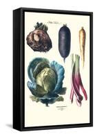 Vegetables; Rhubard, Tubers, and Cabbage-Philippe-Victoire Leveque de Vilmorin-Framed Stretched Canvas