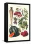Vegetables; Strawberries, Beans, Tomato, Melon, and Raddish-Philippe-Victoire Leveque de Vilmorin-Framed Stretched Canvas