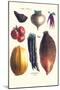 Vegetables; Tomato, Raddish, Sweet, Pumpkin, Carrots, Yam-Philippe-Victoire Leveque de Vilmorin-Mounted Art Print