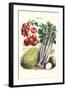 Vegetables; Tomato Varieties, Celery, and Potato-Philippe-Victoire Leveque de Vilmorin-Framed Art Print