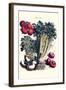 Vegetables; Turnip, Raddish, Tomato, Celery, and Peas-Philippe-Victoire Leveque de Vilmorin-Framed Art Print