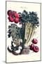 Vegetables; Turnip, Raddish, Tomato, Celery, and Peas-Philippe-Victoire Leveque de Vilmorin-Mounted Art Print