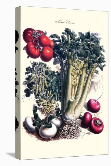 Vegetables; Turnip, Raddish, Tomato, Celery, and Peas-Philippe-Victoire Leveque de Vilmorin-Stretched Canvas