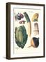 Vegetables; White Asparagus, Spago, Peppers, Cabbage, Turnip-Philippe-Victoire Leveque de Vilmorin-Framed Art Print