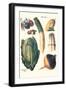 Vegetables; White Asparagus, Spago, Peppers, Cabbage, Turnip-Philippe-Victoire Leveque de Vilmorin-Framed Art Print