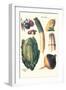 Vegetables; White Asparagus, Spago, Peppers, Cabbage, Turnip-Philippe-Victoire Leveque de Vilmorin-Framed Art Print