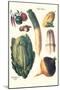 Vegetables; White Asparagus, Spago, Peppers, Cabbage, Turnip-Philippe-Victoire Leveque de Vilmorin-Mounted Art Print
