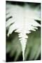 Vegetal / 4196, 2008-Laetizia Bazzoni-Mounted Premium Giclee Print