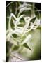 Vegetal / 4208, 2008-Laetizia Bazzoni-Mounted Premium Giclee Print