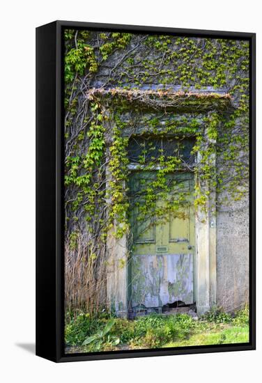 Vegetation and Ivy Growing over Empty Hall Near Leeds Yorkshire Uk-Paul Ridsdale-Framed Stretched Canvas