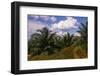 Vegetation at Palm Oil Plantation-W. Perry Conway-Framed Photographic Print