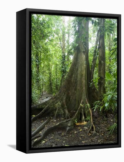 Vegetation in the Rain Forest, Tortuguero National Park, Costa Rica, Central America-R H Productions-Framed Stretched Canvas