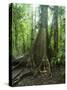 Vegetation in the Rain Forest, Tortuguero National Park, Costa Rica, Central America-R H Productions-Stretched Canvas