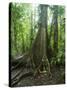 Vegetation in the Rain Forest, Tortuguero National Park, Costa Rica, Central America-R H Productions-Stretched Canvas