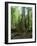 Vegetation in the Rain Forest, Tortuguero National Park, Costa Rica, Central America-R H Productions-Framed Photographic Print