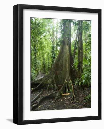 Vegetation in the Rain Forest, Tortuguero National Park, Costa Rica, Central America-R H Productions-Framed Photographic Print