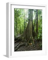 Vegetation in the Rain Forest, Tortuguero National Park, Costa Rica, Central America-R H Productions-Framed Photographic Print