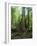 Vegetation in the Rain Forest, Tortuguero National Park, Costa Rica, Central America-R H Productions-Framed Photographic Print