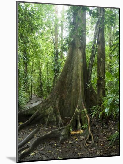 Vegetation in the Rain Forest, Tortuguero National Park, Costa Rica, Central America-R H Productions-Mounted Photographic Print