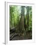 Vegetation in the Rain Forest, Tortuguero National Park, Costa Rica, Central America-R H Productions-Framed Photographic Print