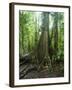 Vegetation in the Rain Forest, Tortuguero National Park, Costa Rica, Central America-R H Productions-Framed Photographic Print