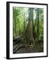 Vegetation in the Rain Forest, Tortuguero National Park, Costa Rica, Central America-R H Productions-Framed Photographic Print