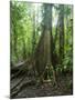 Vegetation in the Rain Forest, Tortuguero National Park, Costa Rica, Central America-R H Productions-Mounted Photographic Print