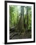 Vegetation in the Rain Forest, Tortuguero National Park, Costa Rica, Central America-R H Productions-Framed Photographic Print