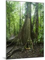 Vegetation in the Rain Forest, Tortuguero National Park, Costa Rica, Central America-R H Productions-Mounted Photographic Print