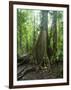 Vegetation in the Rain Forest, Tortuguero National Park, Costa Rica, Central America-R H Productions-Framed Photographic Print