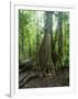 Vegetation in the Rain Forest, Tortuguero National Park, Costa Rica, Central America-R H Productions-Framed Photographic Print