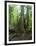 Vegetation in the Rain Forest, Tortuguero National Park, Costa Rica, Central America-R H Productions-Framed Photographic Print