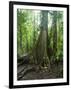 Vegetation in the Rain Forest, Tortuguero National Park, Costa Rica, Central America-R H Productions-Framed Photographic Print