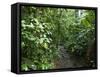 Vegetation in the Rain Forest, Tortuguero National Park, Costa Rica, Central America-R H Productions-Framed Stretched Canvas