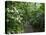 Vegetation in the Rain Forest, Tortuguero National Park, Costa Rica, Central America-R H Productions-Stretched Canvas